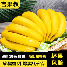 吉果叔 云南高山甜香蕉 新鲜水果当季现摘大芭蕉小米蕉甜香蕉整箱自然熟 9斤净重 8.5斤券后16.9元