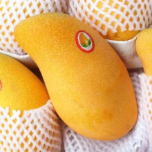 集南鲜 广西大青芒果  净重4.5斤 大果  200g起11.9元（叠省钱卡9.9元）