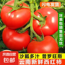 正宗云南沙瓤水果西红柿 3斤小果 1400g5元