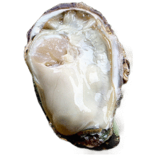 鲜京采【活鲜】生蚝净重5斤 5XL 9-12只左右 源头直发 端午聚餐39.5元（需领券）