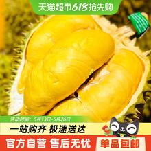 TL 喵满分 泰国金枕榴莲 2-7斤 单果装69元