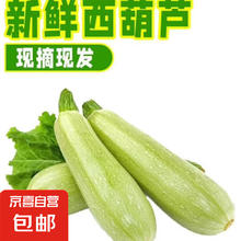 京喜 山东新鲜西葫芦三月瓜现摘现发 西葫芦 2斤 带箱