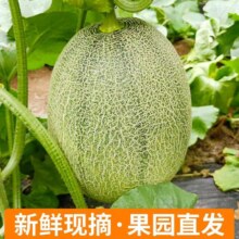 海南哈密瓜新鲜脆甜水果  现摘当季整箱哈密瓜孕妇水果 9斤(净重8.5斤)3-5个 超值装18.8元