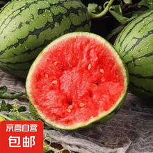 全美 小糖丸西瓜 2-3斤4.95元