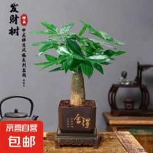 发财树盆栽室内植物 单杆发财树+塑料四方舍得盆+小方底座 花盆直径约8cm3.29元包邮