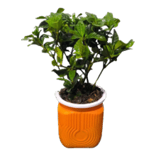 大盆牡丹栀子花 净化空气吸甲醛 栀子花+橘色方形自吸水盆 高度20-25cm冠幅10cm3.14元（需领券）
