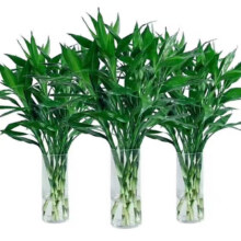 水培植物 好养易活懒人节节高 供佛办公室内礼物 富贵竹60cm10支3.49元（需领券）