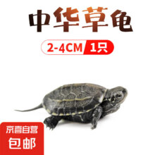 乌龟 2-4cm2.5元