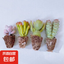精选系列好养基地直发 钱串+吸财树+熊童子+桃蛋1.98元