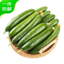 PLUS会员：京鲜生 荷兰水果黄瓜 净重3斤 单果100g左右9.48元包邮（需用券）