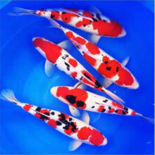 锦鲤鱼活体观赏鱼 三色 6-8cm 3条4.99元
