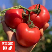 山东红果西红柿农家自种新鲜水果生吃沙瓤番茄应季蔬菜自然熟 红果西红柿净重 3斤 （单果≥100g）4.4元（需领券）