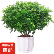 驱蚊虫 清香木盆栽 6年大苗1盆 螺纹盆 +肥料6.9元