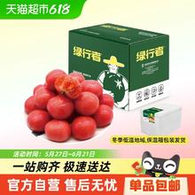 绿行者 桃太郎小粉番茄新鲜西红柿 5斤￥17.81