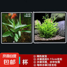 京喜 鱼缸懒人水草植物淡水有茎草缸造景水族箱中后景水族套餐包邮 随机一杯吸盘杯 无根发货1.99元