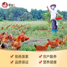 潭牛海南文昌鸡散养小公鸡切块800g 110天跑步笨鸡土鸡肉煲汤生鲜食 110天小公鸡800g切块59元 (券后省20)