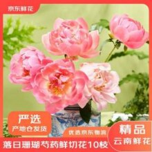 京东鲜花 落日珊瑚 芍药鲜切花 10枝19.9元包邮