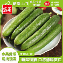 京百味 佳农宝菜山东荷兰水果黄瓜 净重5斤 新鲜蔬菜 小青瓜单果80g+源头直发券后12.42元