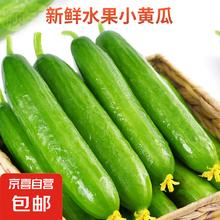 京喜加 新鲜无刺水果小黄瓜 3斤带箱4.8元