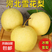 京喜加 赵县雪花梨河北雪花梨泊头雪花梨12 带箱2斤净重1.6-1.8斤2.9元