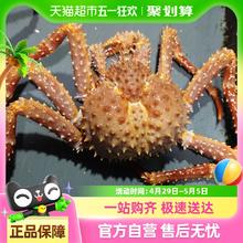 渔传播 帝王蟹一只净重3斤-3.5斤鲜活到家牺牲包赔