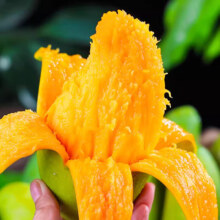 微信小程序:庾丰 热带整箱应季新鲜大青皮芒果 5斤装-净重4.5斤  单果150g+7.25元（需领券）