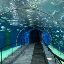 美团 上海海洋水族馆+穿越江底隧道游览车+企鹅馆+斑海豹原价1125元，现价210元