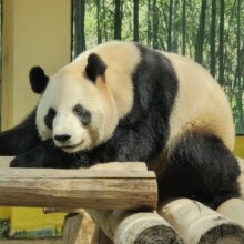 美团 双人出游 杭州野生动物世界单次门票+仟易酒店1晚693元