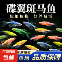 七彩蝶翼斑马鱼观赏鱼好养耐活 观赏鱼 热带鱼 蝶翼斑马2-3cm颜色随机6+2条备损5元
