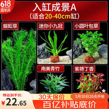 限移动端、京东百亿补贴：疯狂水草 crazy aquatic plants 鱼缸水草植物直接入缸火山石鱼缸造景套餐20-40cm缸源头直发a