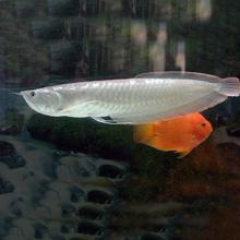 银龙鱼 观赏鱼 14-16cm 1条装