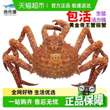 渔传播 鲜活帝王蟹单只3斤-6.5斤新鲜海鲜水产465.9元