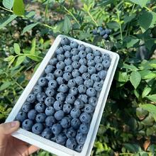 初石 新鲜 蓝莓 5盒*100g 单果12-15mm25.99元（需买2件，需用券）