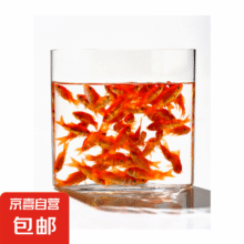 金鱼草金鱼观赏鱼冷水好养耐活小鱼苗锦鲤 5-7cm 红草金买3条送3条（加备损）1.9元（需领券）