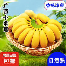 京喜 小米蕉 国产新鲜香蕉 5斤10.22元