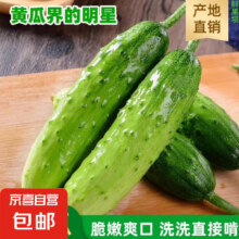 山东旱黄瓜新鲜现摘农家小黄瓜生吃蘸酱应季水果黄瓜减肥生鲜 新鲜采摘 3斤5元