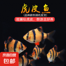 虎皮鱼观赏鱼好养耐活小型热带鱼 群游热带观赏鱼好养耐活 （3-3.5cm）四间虎皮 4+1备损5元