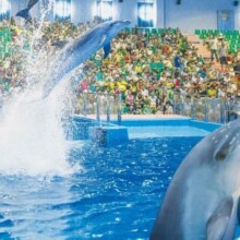 福州罗源湾海洋世界旅游区-【成人票】门票（含决战神龙岛）128元