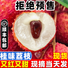 皇金蜜广东现货桂味头茬荔枝25年新鲜水果热带当季端午送礼【顺丰JD】 净重4.5斤（泡沫箱+冰）49.7元