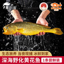 黄小渔 宁德深海冰鲜野化大黄鱼350g/条 黄花鱼生鲜鱼类海鲜源头直发8.84元