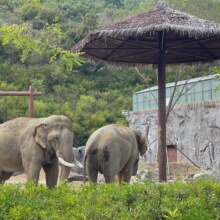 青岛森林野生动物世界-【成人票】门票120元，美团月卡仅115