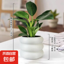 【整体高度15-20cm】金钻绿公主盆栽绿植办公室净化空气四季常青 金钻 小米其盆【1盆】 花盆口径约8cm2.82元