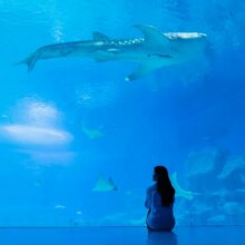 美团 珠海长隆海洋王国跟拍旅拍1小+底片全送+精修照片原价4656元现价299元