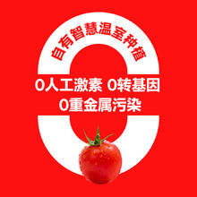一颗大 玲珑串收樱桃番茄2斤 酸甜水果新鲜采摘券后19.61元