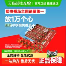 一颗大 玲珑串樱桃番茄 1kg *1盒券后21.29元