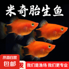 再降价：米奇鱼胎生观赏鱼耐养好养热带鱼活体 米奇鱼1.5-2cm  10条3.9元