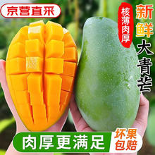 庾丰 当季新鲜金煌芒新鲜现摘芒果水果 热带整箱当季芒果 净重9斤装 单果200g+券后11.88元