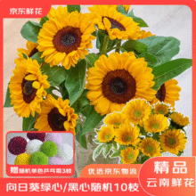 京东鲜花 向日葵鲜切花鲜花10枝+赠3枝乒乓菊22.87元包邮