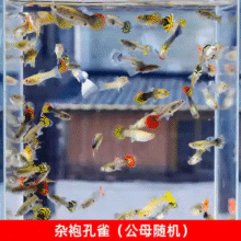 小型热带鱼观赏鱼孔雀鱼杂袍孔雀鱼天空蓝活体活鱼红扇血红 杂袍孔雀鱼10条【颜色随机】3.9元