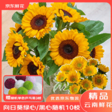 某东鲜花 向日葵鲜切花鲜花10枝+赠3枝乒乓菊
